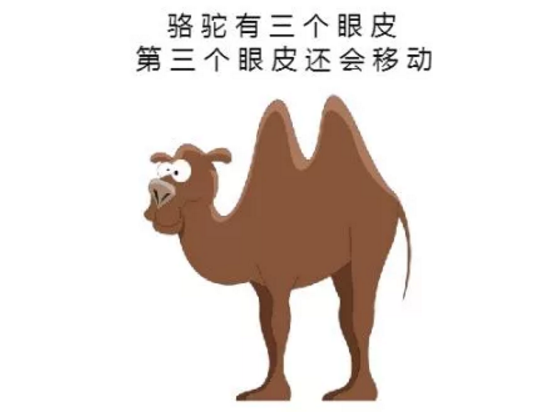 駱駝有三個眼皮
